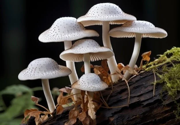 Edible vs Inedible Fungi: Digging Deeper into the World of Mushrooms