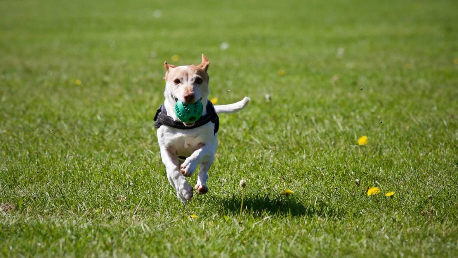 How to Keep Your Pet Physically Active