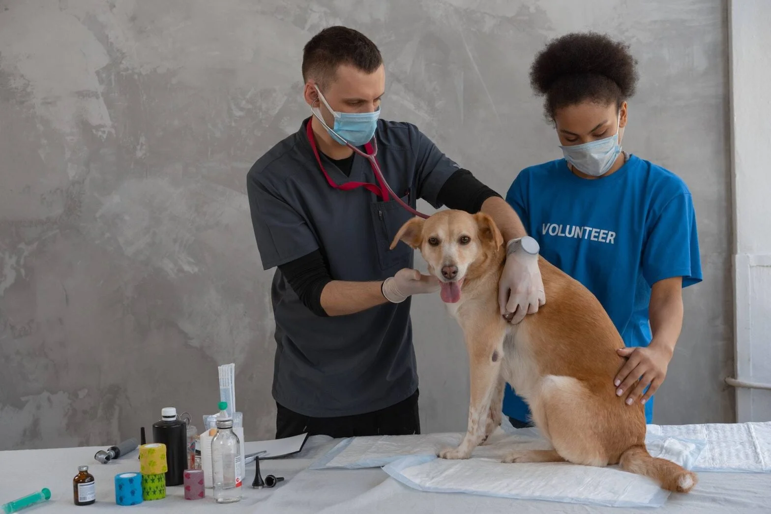 The Importance of Regular Vet Check-ups for Your Dog