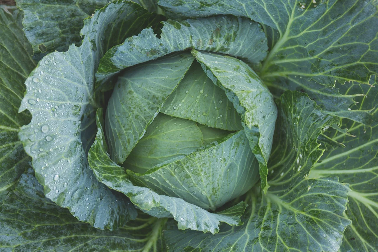 Bountiful Benefits of Cabbage: Is It Healthy for Pregnant Women?
