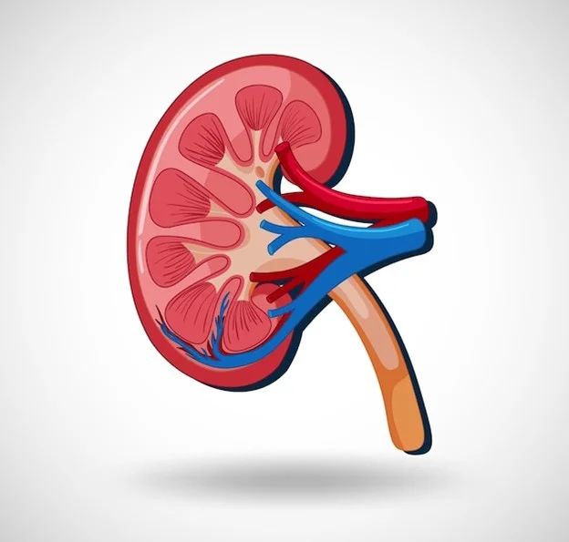 Flagging the Invaders: Identifying the Signs and Causes of Kidney Infection