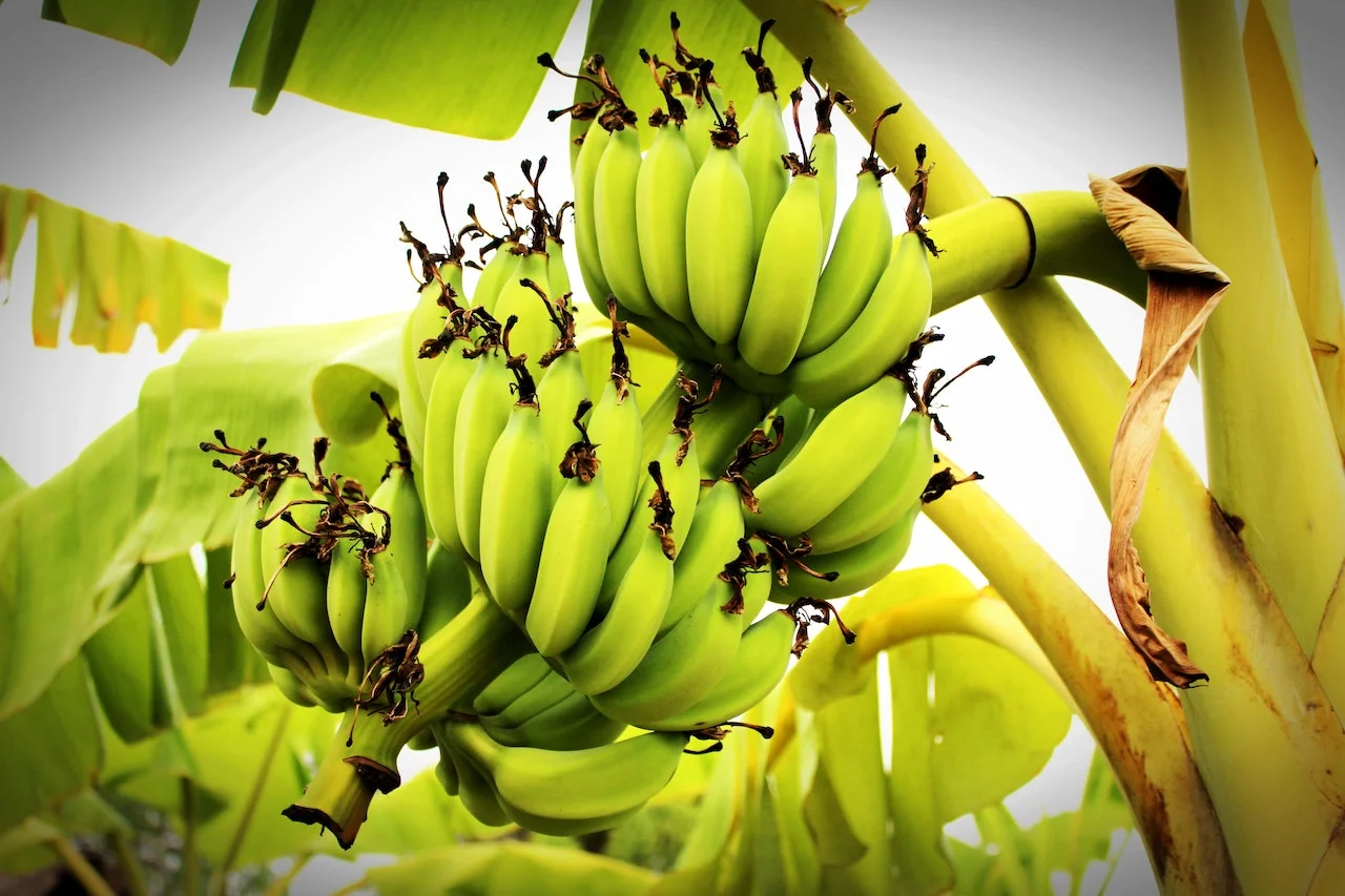 Green vs Yellow: The Great Debate Between Unripe and Ripe Plantains