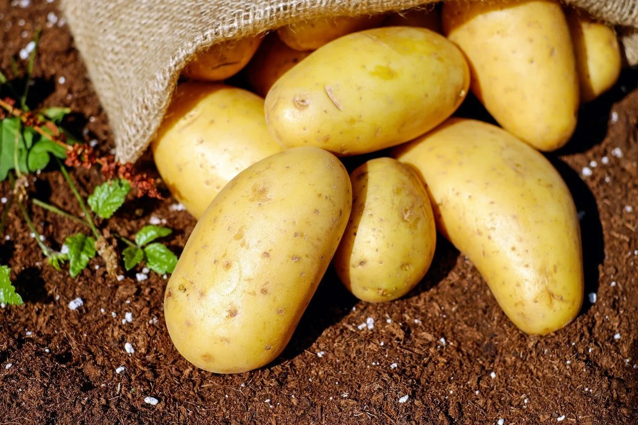 To Sprout or Not to Sprout: Is it Safe to Eat Potatoes with Roots?