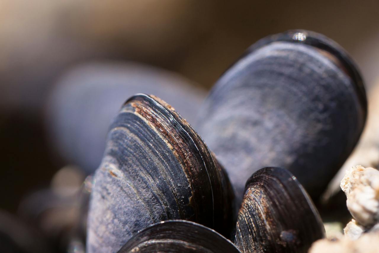 Unveiling the Hidden Dangers: The Risks of Eating Dead Mussels