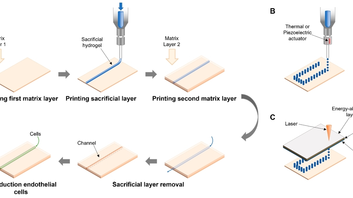 3D Ice Printing: A Breakthrough in Tissue Engineering for Lifelike Blood Vessel Networks