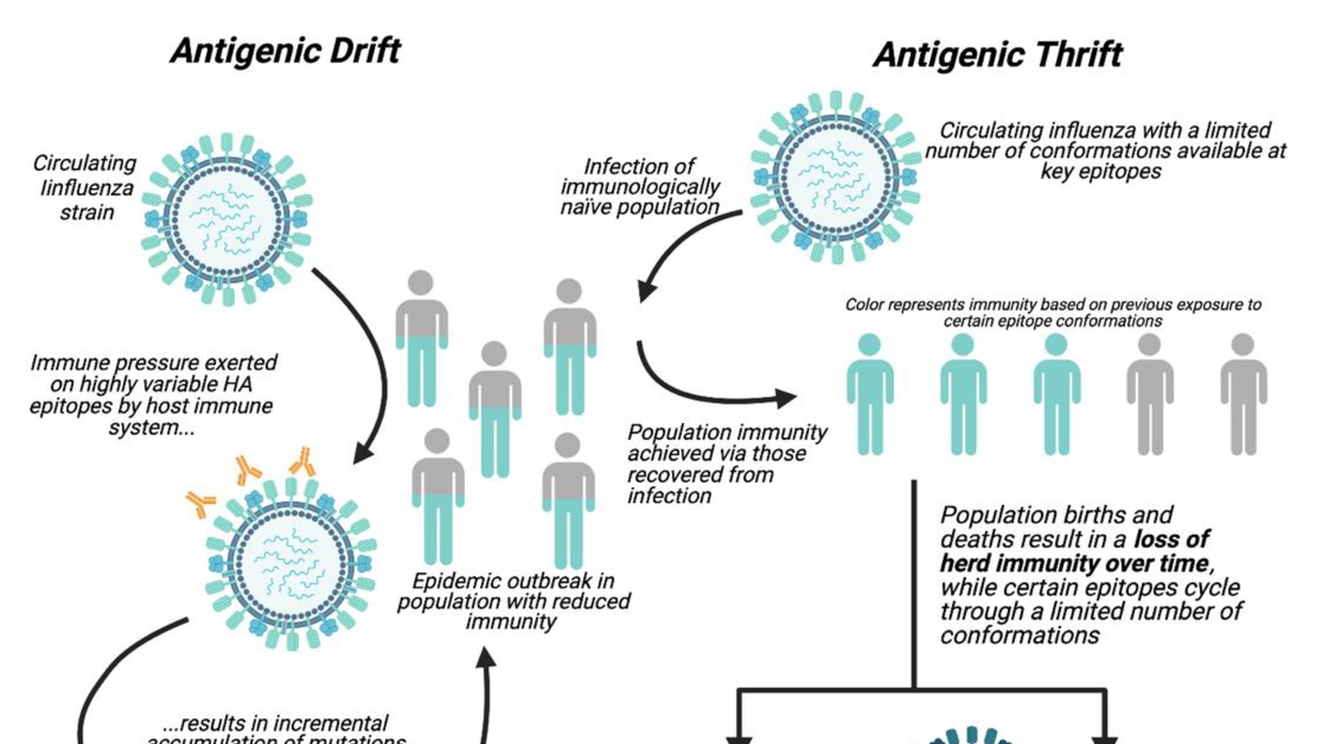 Antigenic Drift and Vaccination Strategies: The Dynamics of Influenza A Virus