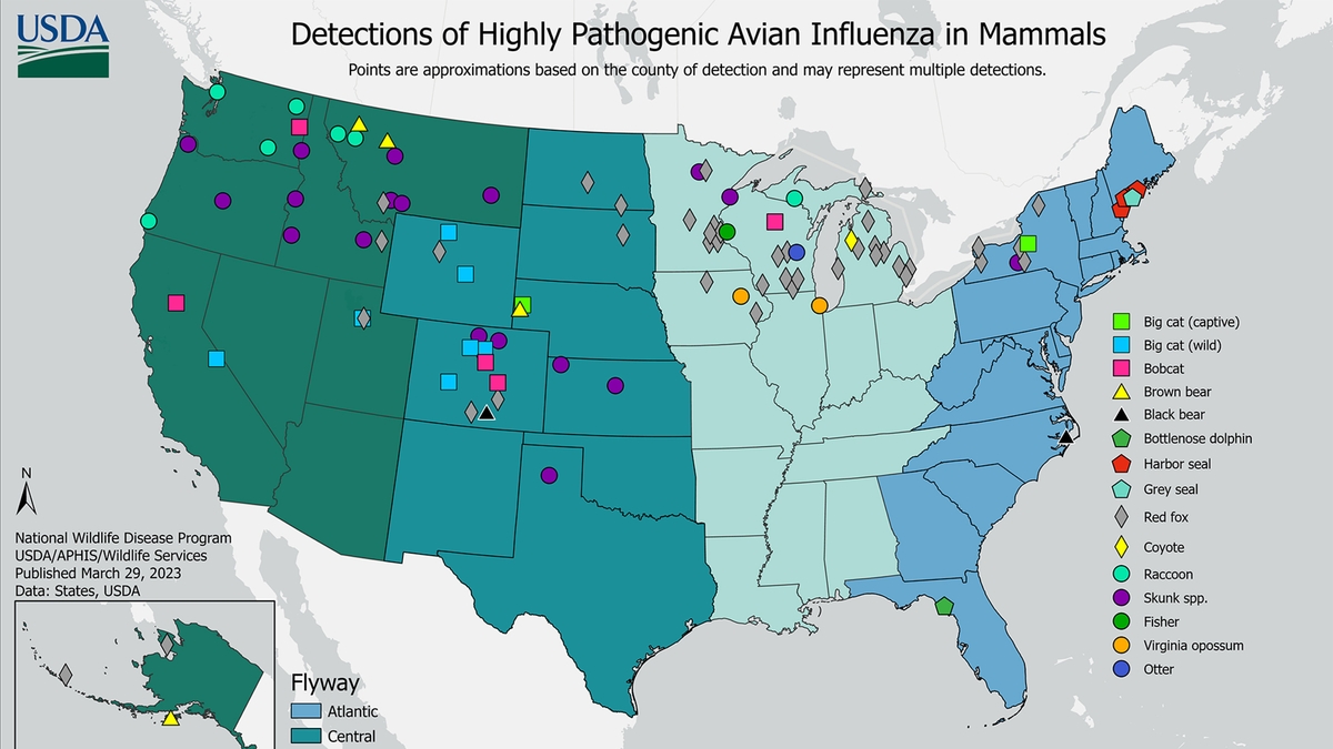 Understanding Avian Influenza: Risks, Symptoms, and Prevention