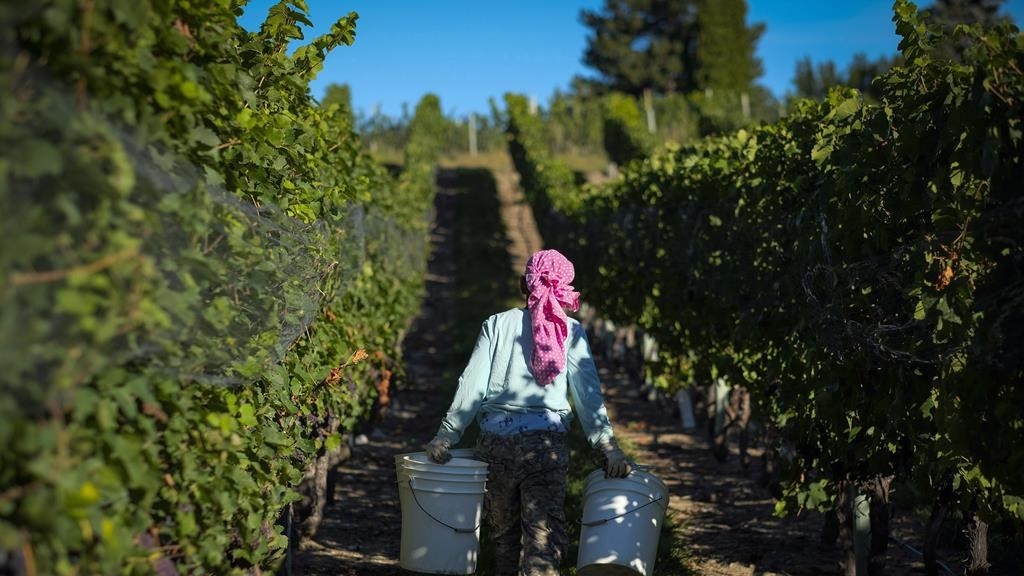 Devastating Cold Snap in British Columbia Wreaks Havoc on the Wine Industry