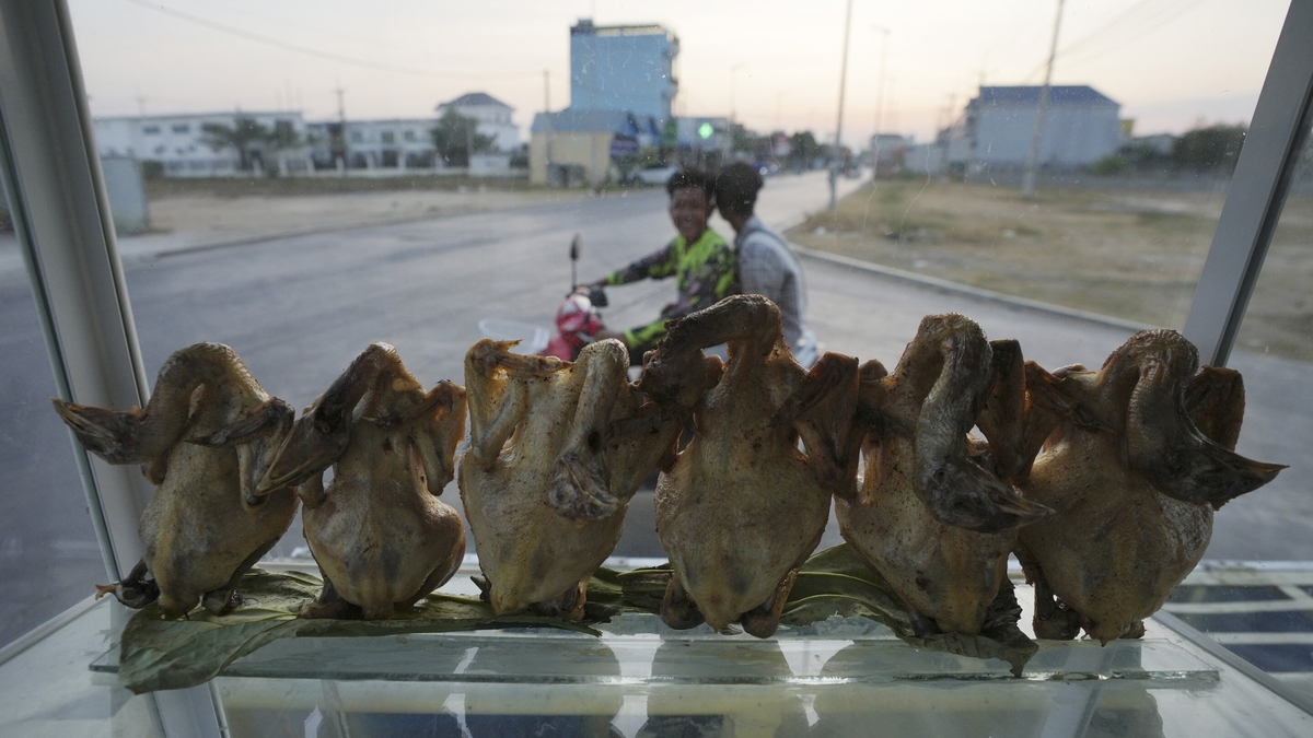 Cambodia Reports First Avian Flu Death of 2024 Amid Rising Concerns