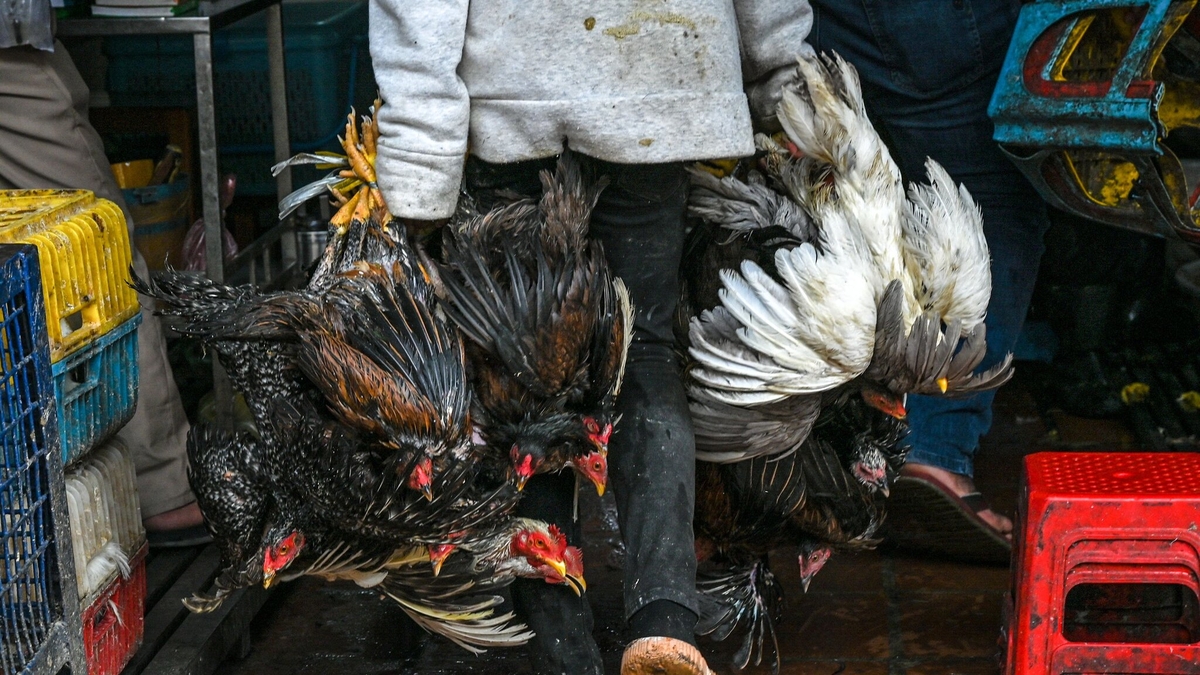 The Threat of Bird Flu: A Tale of Two Brothers in Cambodia