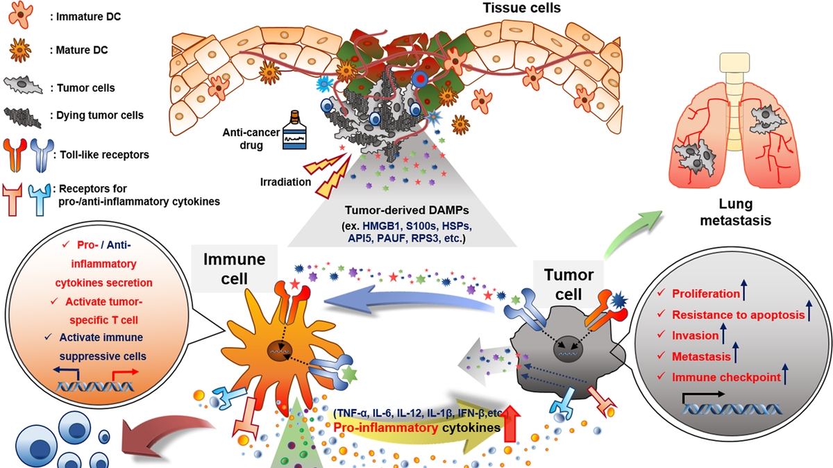 The Role of DAMPs in Cancer Promotion: Inflammatory Pathways and Immunosuppression