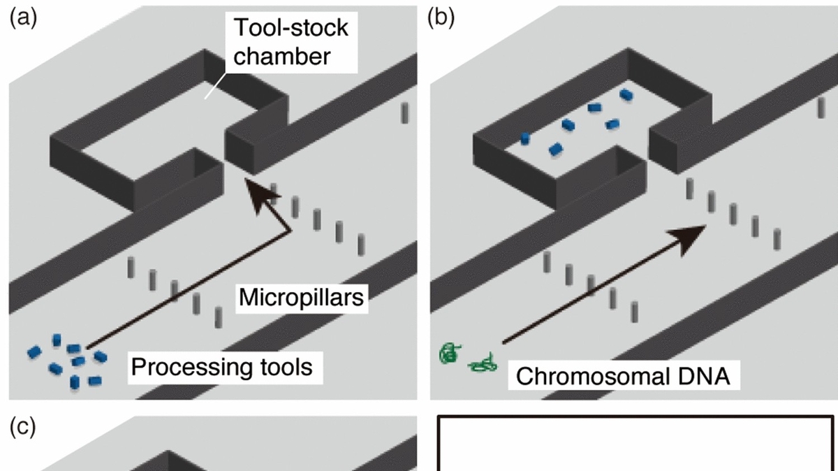 DNA Processor Microfluidic Chips: Revolutionary Development in Bio-Computing