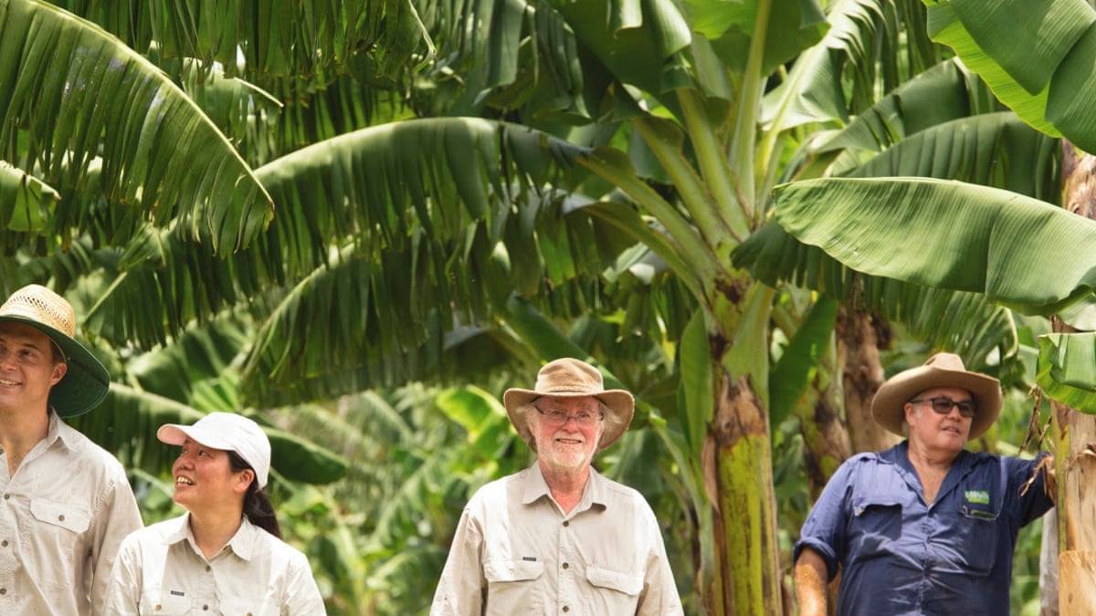 A New Hope for the Banana Industry: Genetically Modified Bananas Approved in Australia and New Zealand