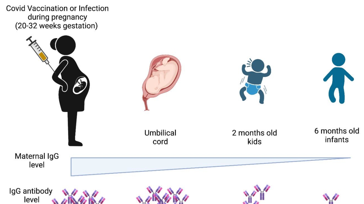 The Impact of COVID-19 on Our Immune Systems: The Role of Vaccination and Emergence of Variants