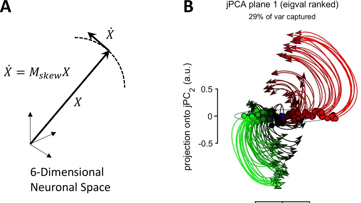 Exploring the Spatiotemporal Properties of Neuronal Population Activity in Cortical Motor Areas