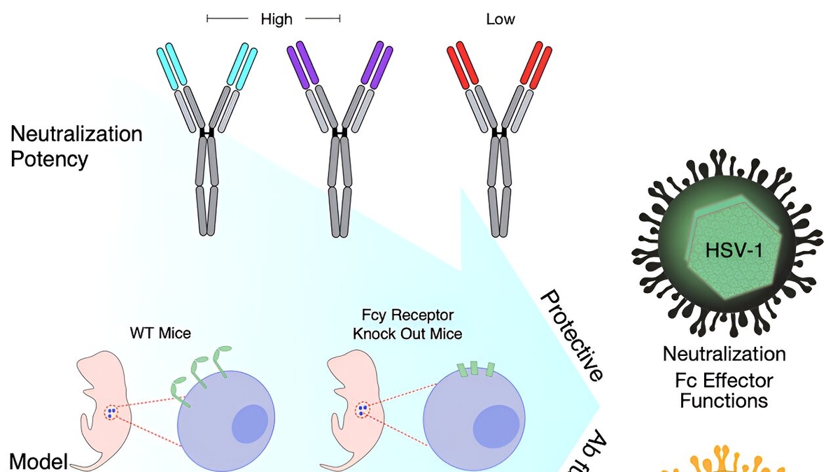 Understanding How Antibodies Combat Herpes Simplex Virus: New Insights and Treatment Prospects