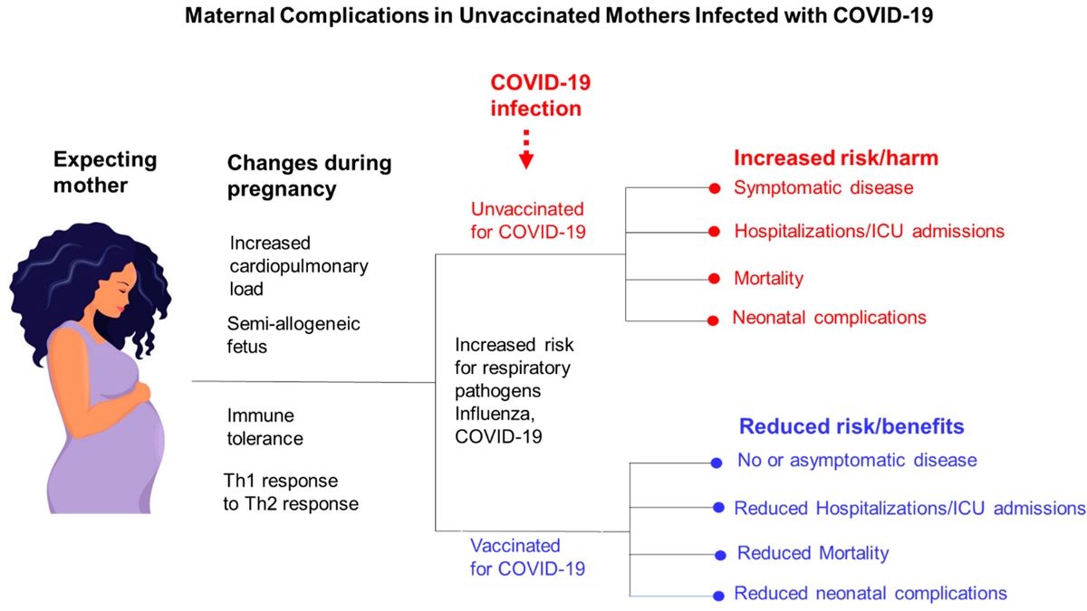 Maternal COVID-19 Vaccination Offers Significant Protection to Infants: A Closer Look at the Recent NIAID Study