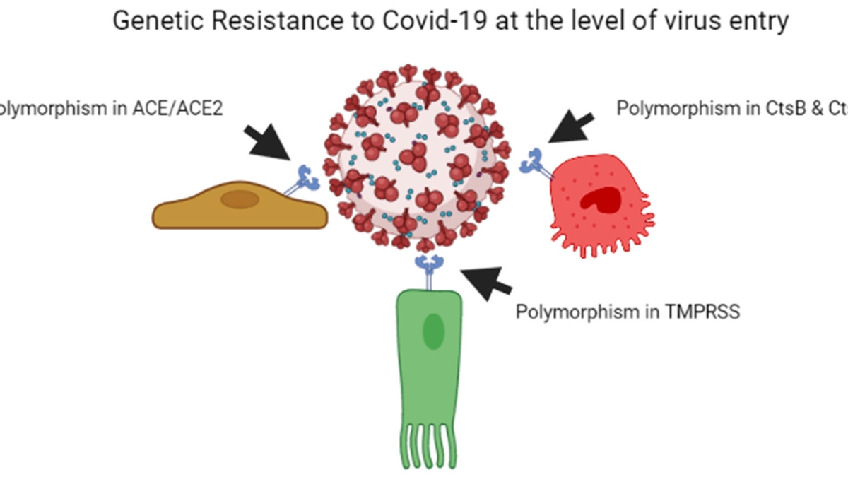 The Role of Genetics in COVID-19 Susceptibility and Severity: An Evolving Understanding