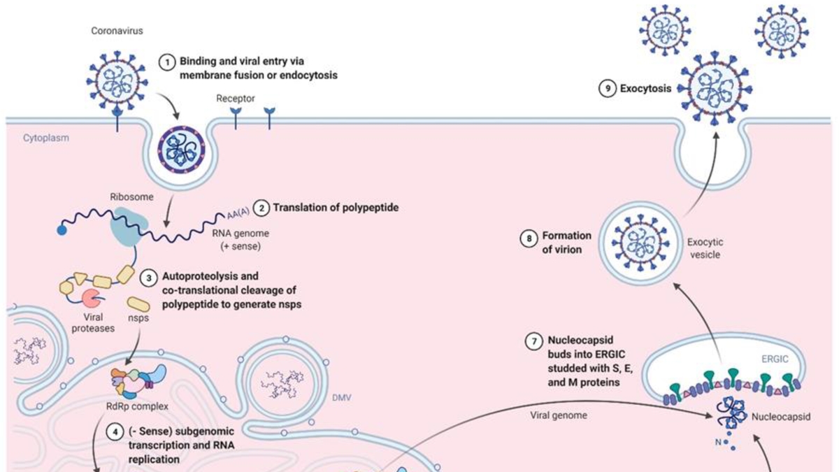 Understanding the Long-term Effects of COVID-19 on the Immune and Neurological Systems