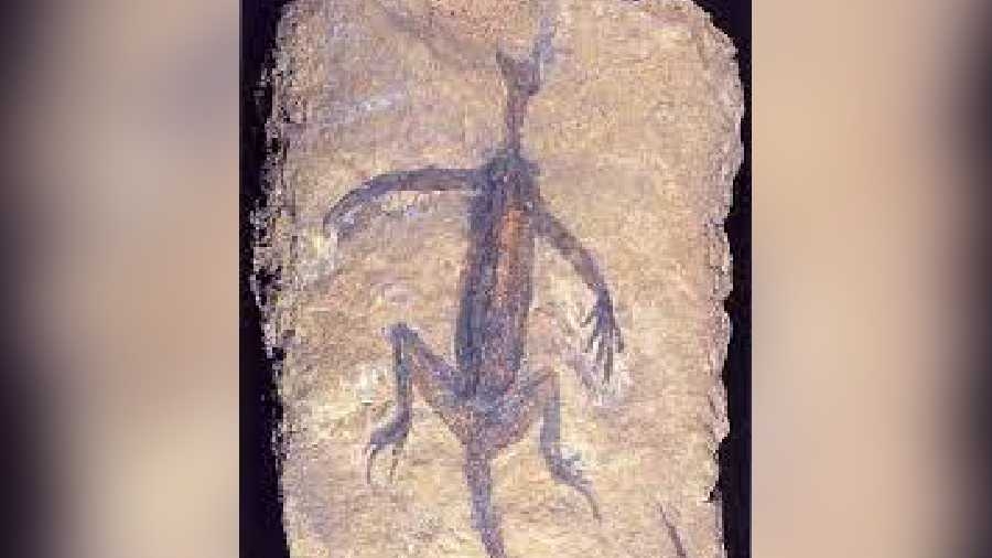 Uncovering the Truth: The 280-Million-Year-Old Reptile Fossil Forgery
