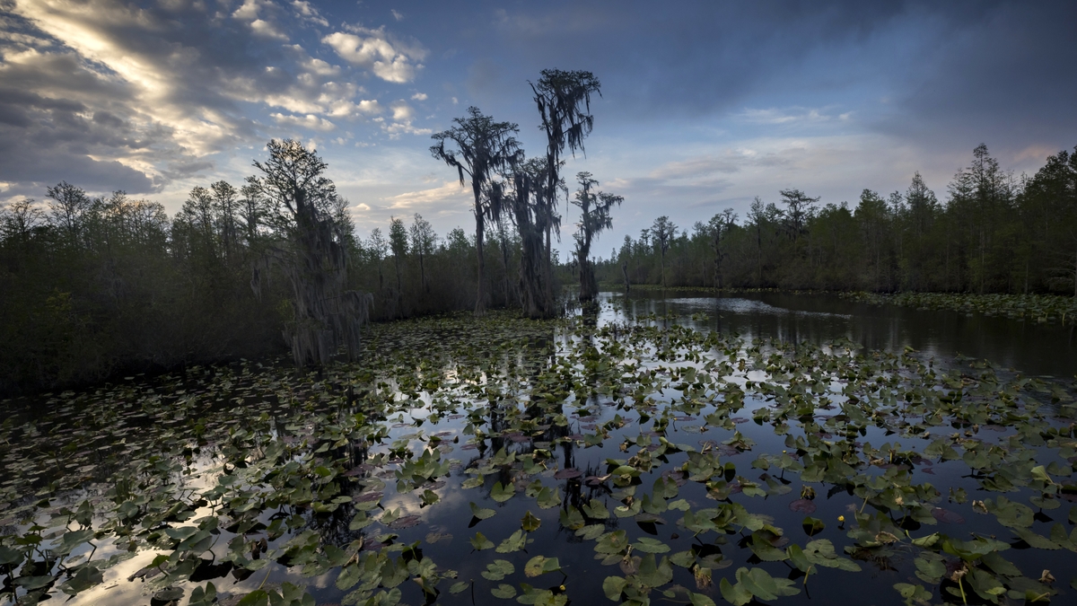 Controversy Surrounds Mining Project Near Georgia’s Okefenokee Swamp