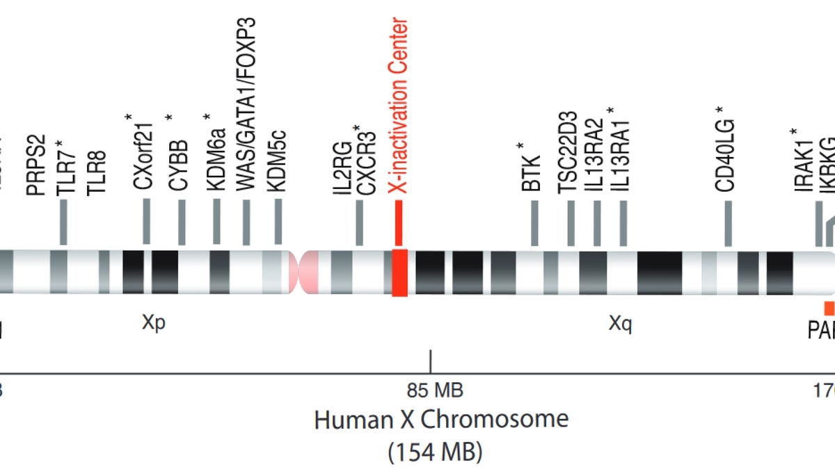 The Underlying Connection Between X Chromosomes and Autoimmune ...